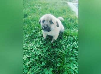 Lusi - Hundekind sucht seine Familie