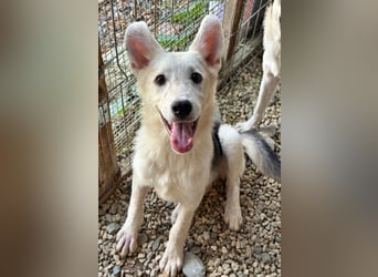 FÁELÁN - der " kleine Wolf " sucht sein Rudel...