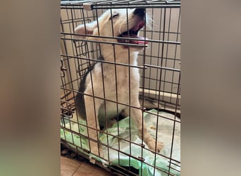 FÁELÁN - der " kleine Wolf " sucht sein Rudel...