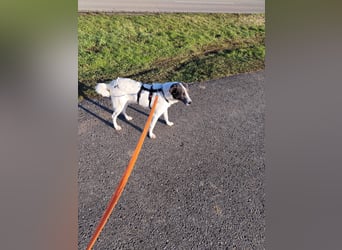 DANTE sucht sein "Für- immer- Zuhause"