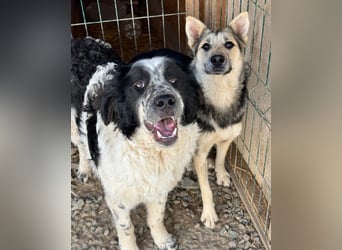 MALAIKA - manche Engel haben Flügel