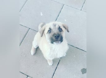 Lusi - Hundekind sucht seine Familie