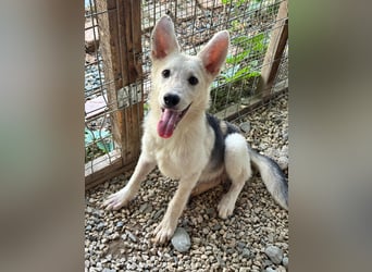 FÁELÁN - der " kleine Wolf " sucht sein Rudel...