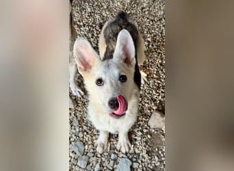 FÁELÁN - der " kleine Wolf " sucht sein Rudel...