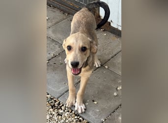 ZINO - Zuhause gesucht