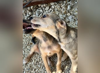 ZINO - Zuhause gesucht
