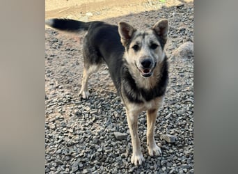 MALAIKA - manche Engel haben Flügel