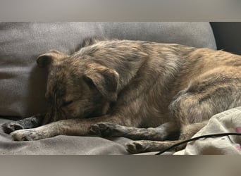 Max braucht dringend ein neues Zuhause