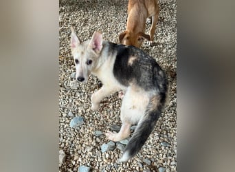 FÁELÁN - der " kleine Wolf " sucht sein Rudel...