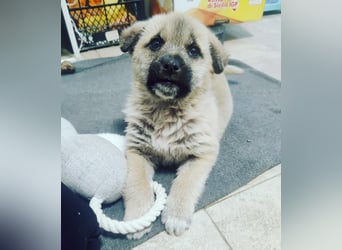 Lusi - Hundekind sucht seine Familie