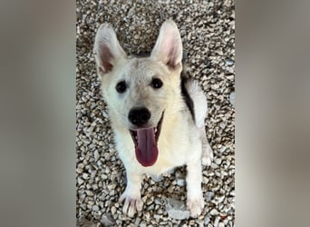 FÁELÁN - der " kleine Wolf " sucht sein Rudel...