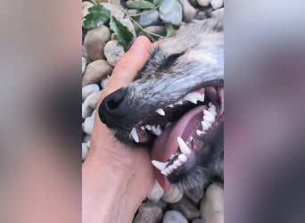 Max braucht dringend ein neues Zuhause