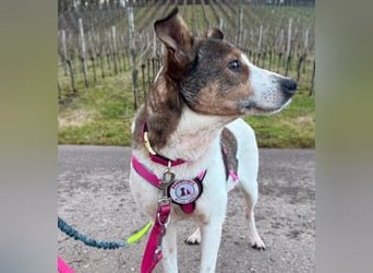 PRINCESS - sanfte, verschmuste Hündin sucht ihre Menschen