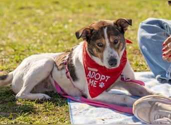 PRINCESS - sanfte, verschmuste Hündin sucht ihre Menschen