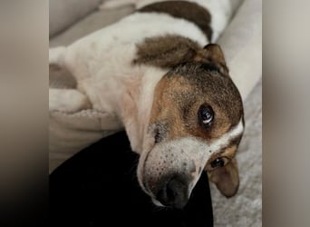 PRINCESS - sanfte, verschmuste Hündin sucht ihre Menschen