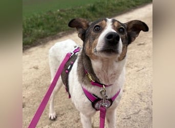 PRINCESS - sanfte, verschmuste Hündin sucht ihre Menschen