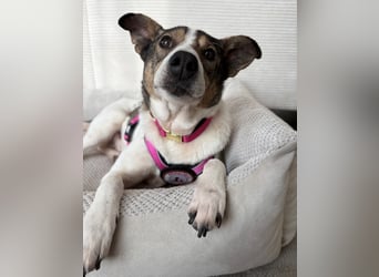 Princess, süße Maus wartet auf ihre Herzensmenschen