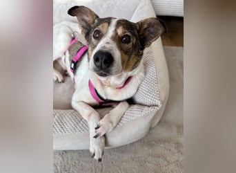 PRINCESS - sanfte, verschmuste Hündin sucht ihre Menschen