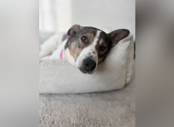 Princess, süße Maus wartet auf ihre Herzensmenschen