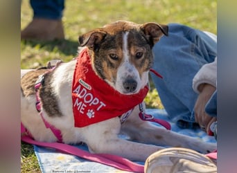 PRINCESS - sanfte, verschmuste Hündin sucht ihre Menschen