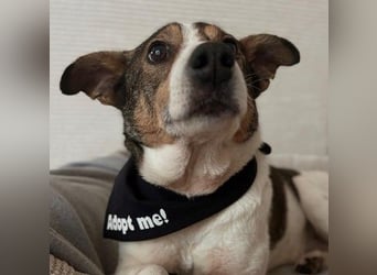 PRINCESS - sanfte, verschmuste Hündin sucht ihre Menschen