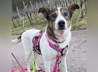 PRINCESS - sanfte, verschmuste Hündin sucht ihre Menschen