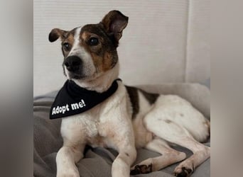 PRINCESS - sanfte, verschmuste Hündin sucht ihre Menschen