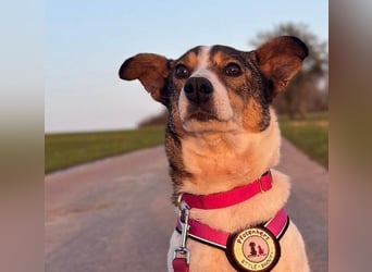 PRINCESS - sanfte, verschmuste Hündin sucht ihre Menschen