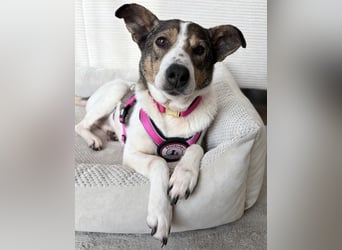 PRINCESS - sanfte, verschmuste Hündin sucht ihre Menschen