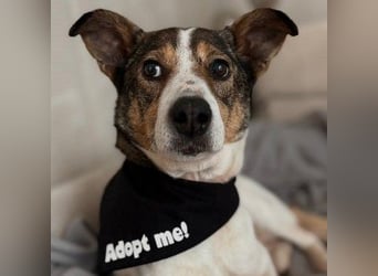 PRINCESS - sanfte, verschmuste Hündin sucht ihre Menschen