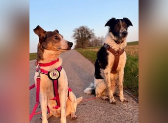 PRINCESS - sanfte, verschmuste Hündin sucht ihre Menschen