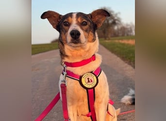 PRINCESS - sanfte, verschmuste Hündin sucht ihre Menschen