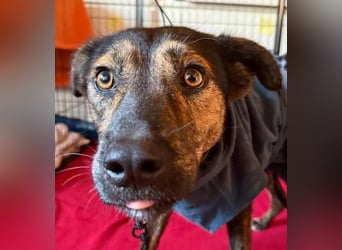 Ibiza, lieber Jungrüde wartet auf die menschen, die ihm das Hunde 1x1 zeigen