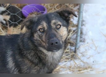 Ibiza, lieber Jungrüde wartet auf die menschen, die ihm das Hunde 1x1 zeigen