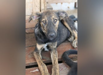 Ibiza, lieber Jungrüde wartet auf die menschen, die ihm das Hunde 1x1 zeigen