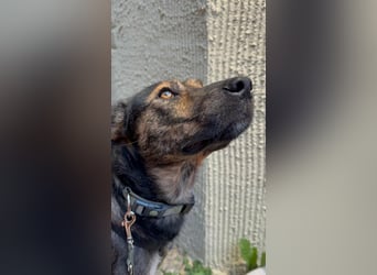 Ibiza, lieber Jungrüde wartet auf die menschen, die ihm das Hunde 1x1 zeigen