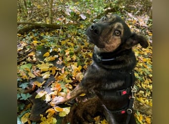 Ibiza, lieber Jungrüde wartet auf die menschen, die ihm das Hunde 1x1 zeigen