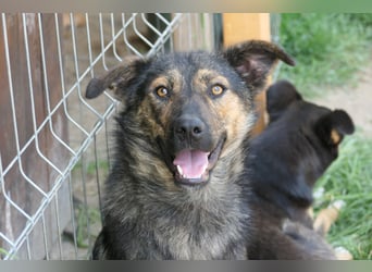 Ibiza, lieber Jungrüde wartet auf die menschen, die ihm das Hunde 1x1 zeigen