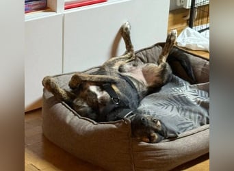 Ibiza, lieber Jungrüde wartet auf die menschen, die ihm das Hunde 1x1 zeigen