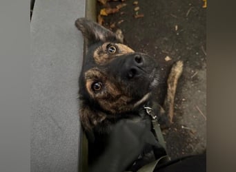 Ibiza, lieber Jungrüde wartet auf die menschen, die ihm das Hunde 1x1 zeigen