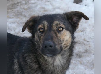 Ibiza, lieber Jungrüde wartet auf die menschen, die ihm das Hunde 1x1 zeigen