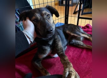 Ibiza, lieber Jungrüde wartet auf die menschen, die ihm das Hunde 1x1 zeigen