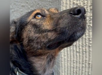 Ibiza, lieber Jungrüde wartet auf die menschen, die ihm das Hunde 1x1 zeigen