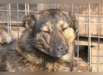 Ibiza, lieber Jungrüde wartet auf die menschen, die ihm das Hunde 1x1 zeigen