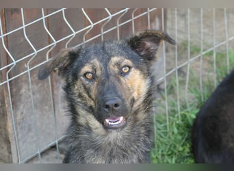 Ibiza, lieber Jungrüde wartet auf die menschen, die ihm das Hunde 1x1 zeigen