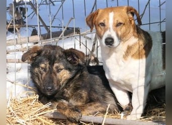 Ibiza, lieber Jungrüde wartet auf die menschen, die ihm das Hunde 1x1 zeigen