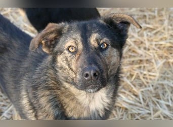 Ibiza, lieber Jungrüde wartet auf die menschen, die ihm das Hunde 1x1 zeigen