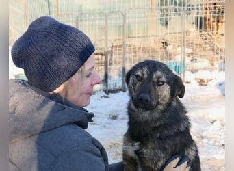 Ibiza, lieber Jungrüde wartet auf die menschen, die ihm das Hunde 1x1 zeigen