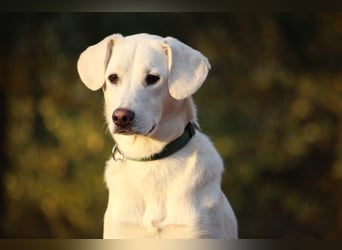 YANG sucht ein Zuhause