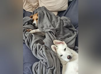 YANG sucht ein Zuhause